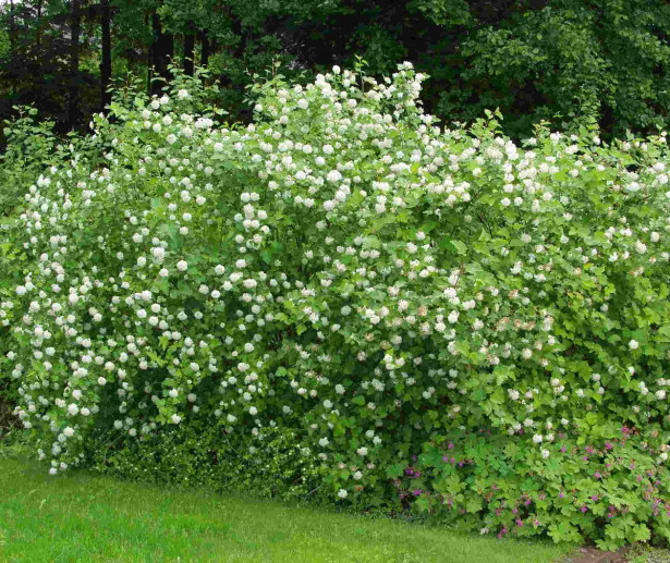 Lännenheisiangervo Physocarpus opulifolius Viheraarni