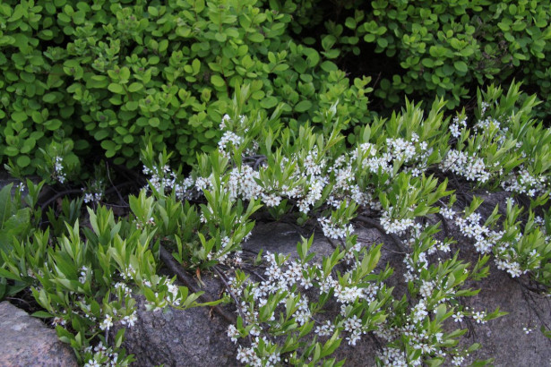 Lamohietakirsikka Prunus pumila var. Depressa Viheraarni