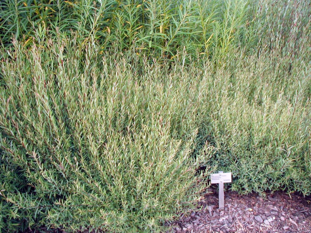 Kääpiöpunapaju Salix purpurea Viheraarni Nana
