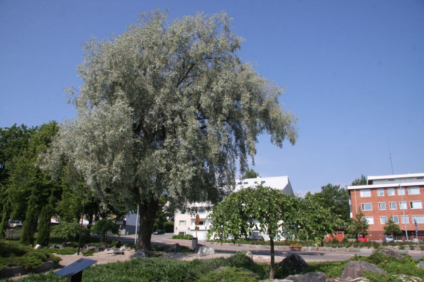 Hopeasalava Salix alba var. Sericea Viheraarni Sibirica