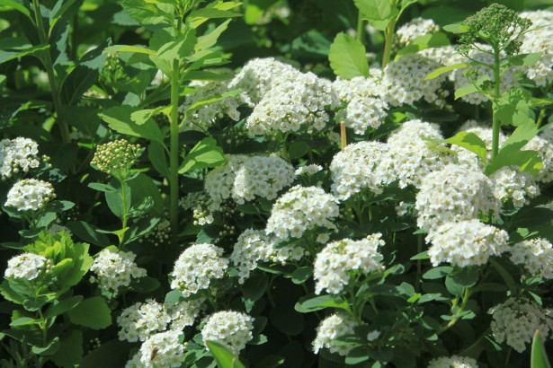 Koivuangervo Spiraea betulifolia Viheraarni