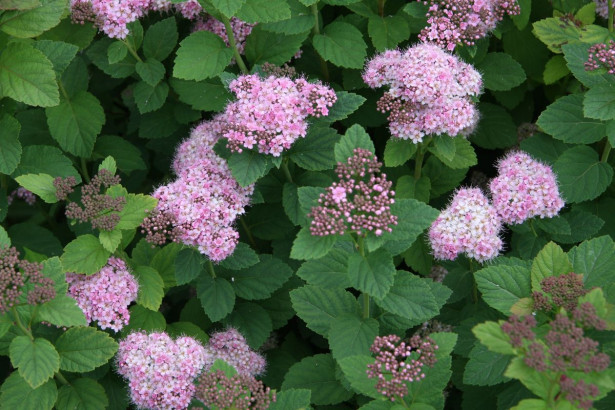 Rinneangervo Spiraea splendens