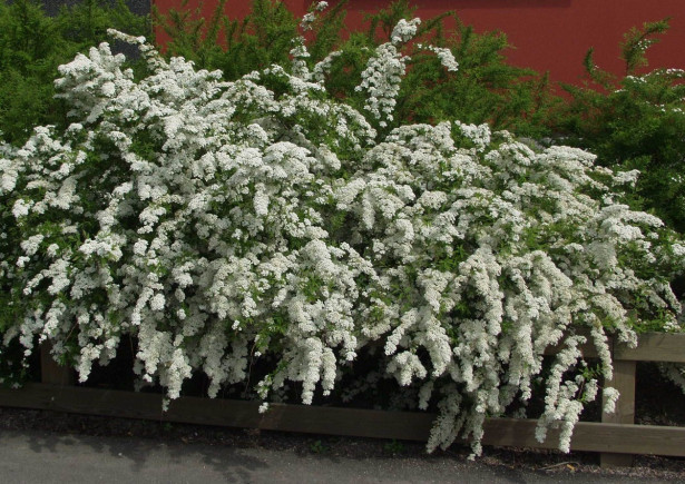 Norjanangervo Spiraea Viheraarni Grefsheim