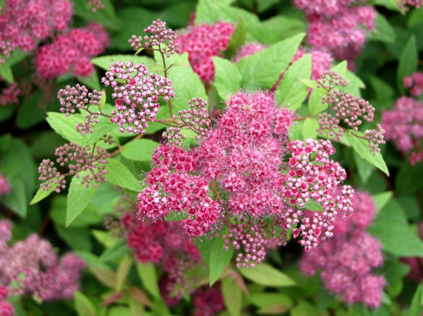 Ruusuangervo Spiraea jap. Viheraarni Froebelii