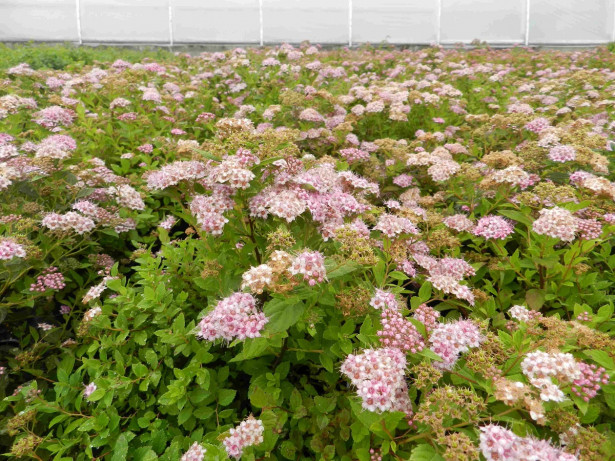 Keijuangervo Spiraea jap. Viheraarni Little Princess