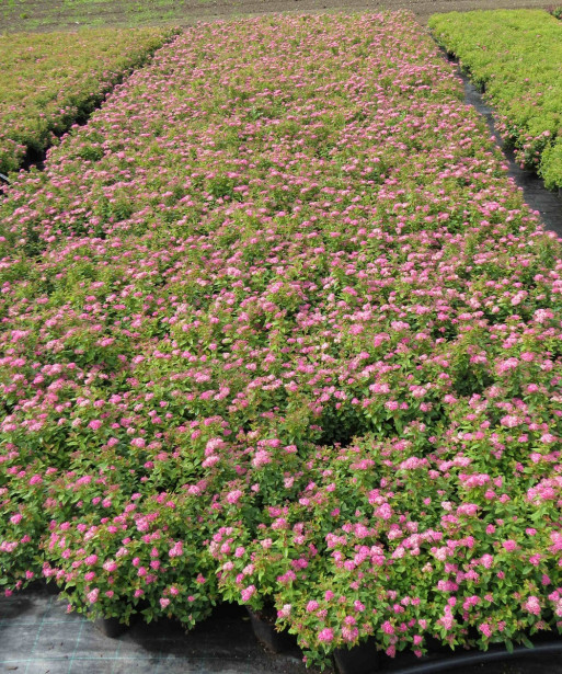 Tummakeijuangervo Spiraea jap. Viheraarni Manon