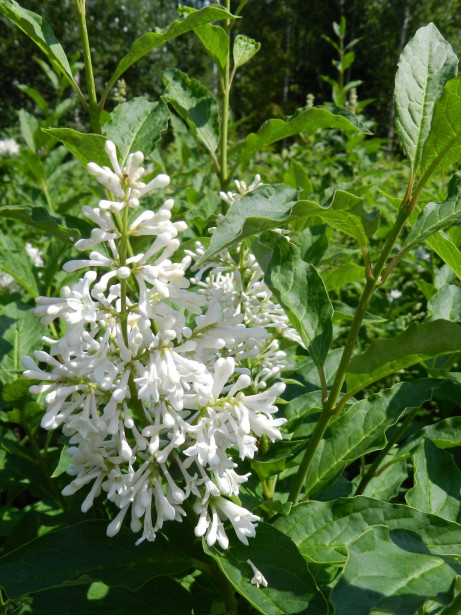 Valkokukkainen puistosyreeni Syringa x henryi Viheraarni Tammelan Kaunotar