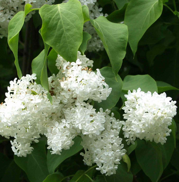 Valkoinen pihasyreeni Syringa vulgaris Viheraarni Alba