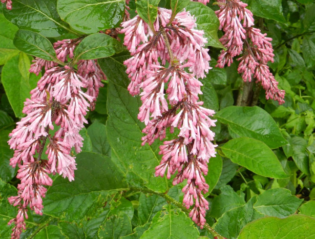 Tapaninsyreeni Syringa x henryi Viheraarni