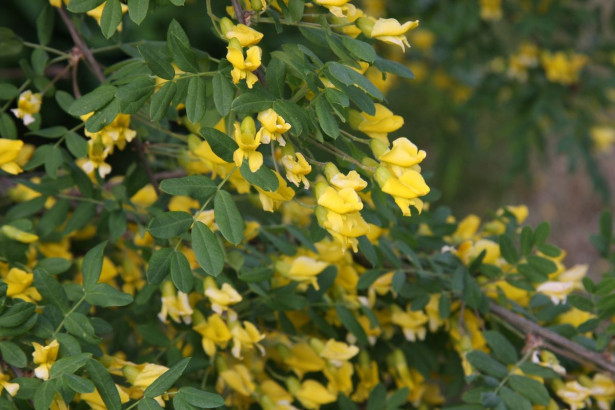 Siperianhernepensas Caragana arborescens Viheraarni