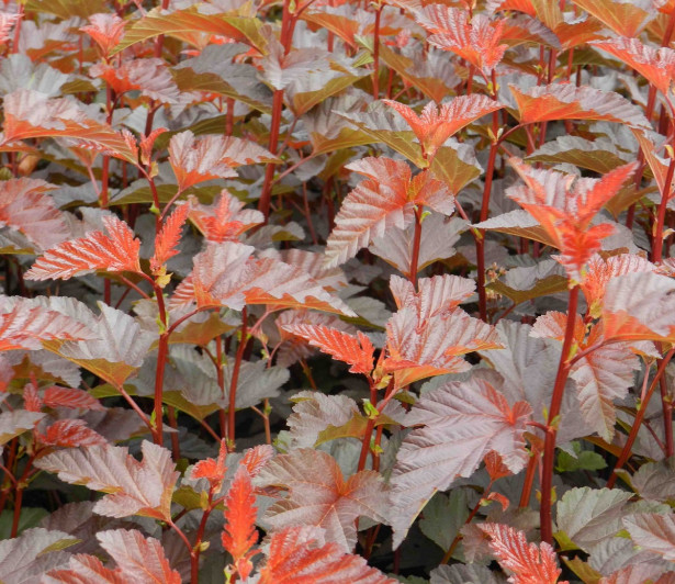 Purppuraheisiangervo Physocarpus opulifolius Viheraarni Lady in Red