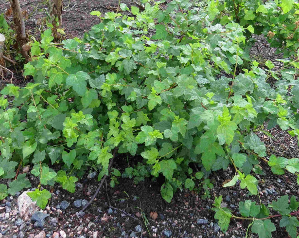 Lamoheisiangervo Physocarpus opulifolius Viheraarni Tilden Park