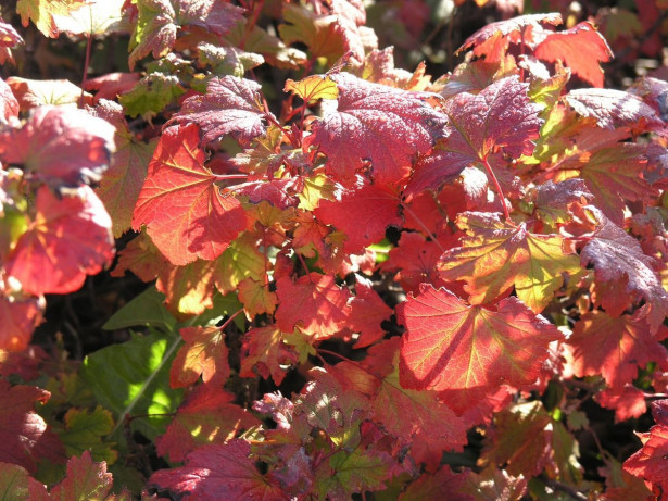 Pikkuherukka Ribes glandulosum Viheraarni Lamoherukka