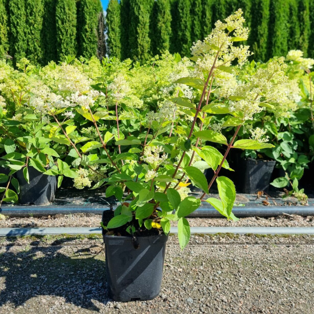 Rungollinen syyshortensia Viheraarni Hydrangea Paniculata Grandiflora 120cm
