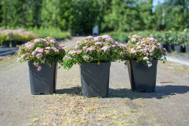 Pikkukeijuangervo Spiraea jap. Viheraarni Nana