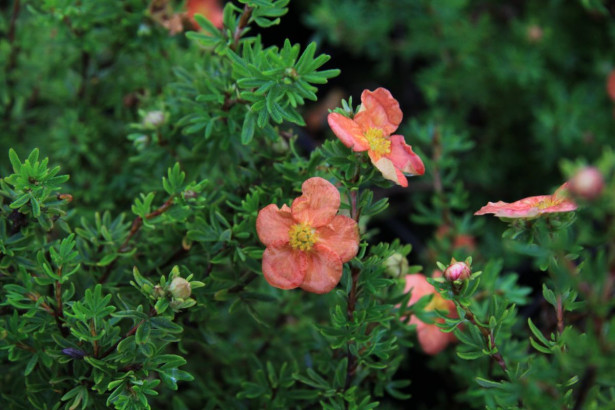 Pensashanhikki Dasiphora fr. Viheraarni Red Ace