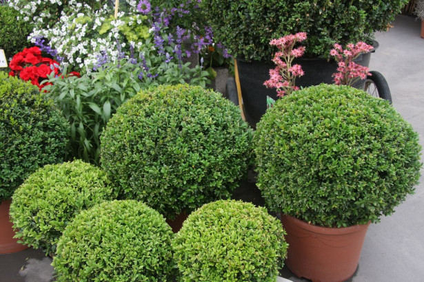 Isopuksipuu Buxus sempervirens Viheraarni 30-40