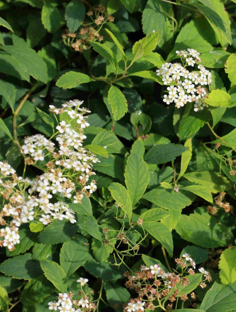 Lamopensasangervo Spiraea decumbens Viheraarni