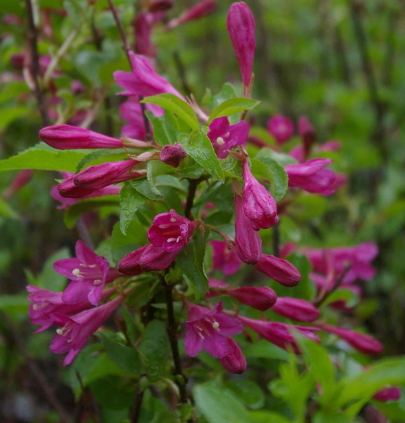 Komeakotakuusama Weigela florida Viheraarni Korea