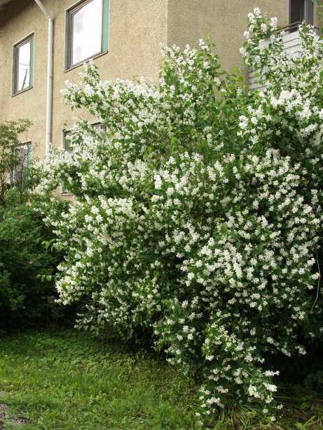 Loistojasmike Philadelphus lewisii Viheraarni Tähtisilmä