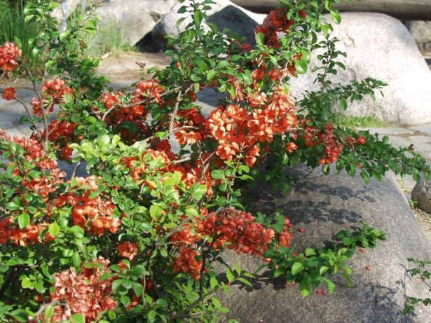 Japaninruusukvitteni Chaenomeles japonica Viheraarni