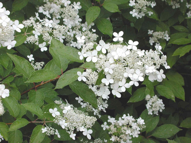 Mustilanhortensia Hydrangea paniculata Viheraarni Mustila