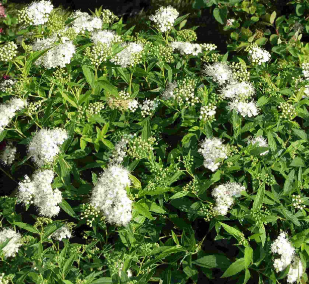 Valkoruusuangervo Spiraea jap. Viheraarni Albiflora