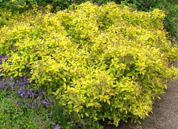 Keltakeijuangervo Spiraea jap. Viheraarni Golden Princess