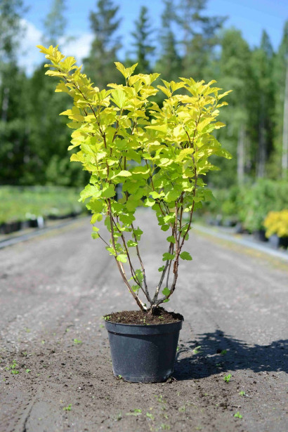 Keltaheisiangervo Physocarpus opulifolius Viheraarni Darts Gold