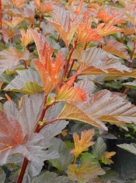 Kupariheisiangervo Physocarpus opulifolius Viheraarni Mindia