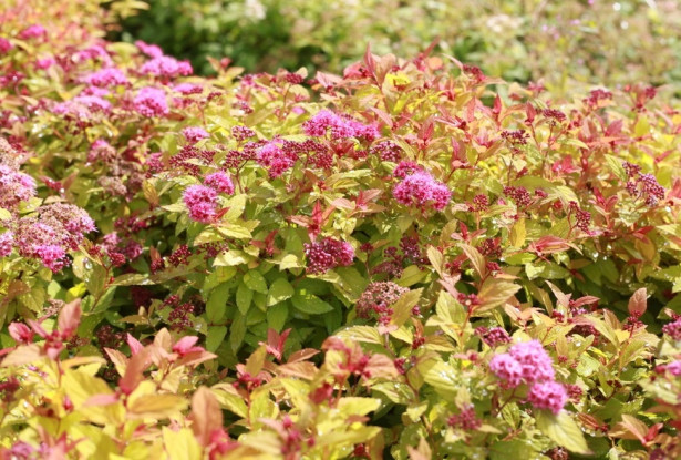 Keltajapaninangervo Spiraea jap. Viheraarni Magic Carpet