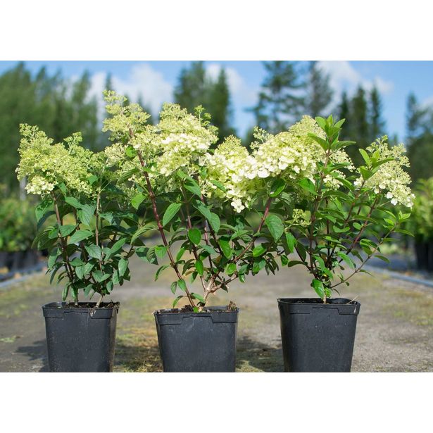 Pikkuhortensia Hydrangea paniculata Viheraarni Bobo