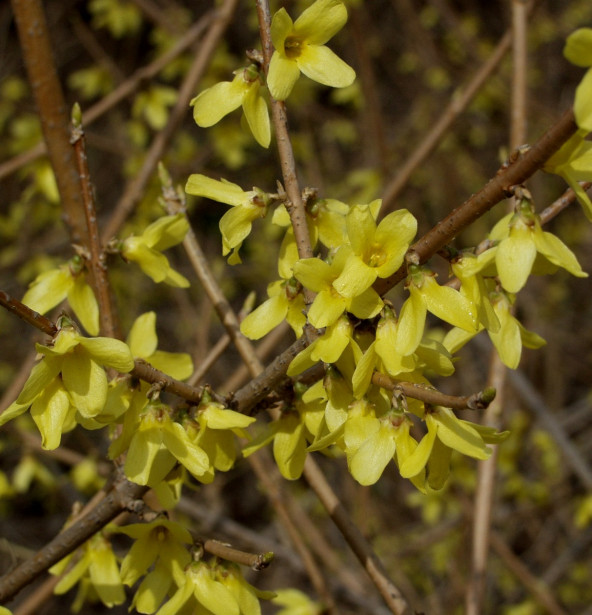 Pikkuonnenpensas Forsythia x intermedia Viheraarni Mini Gold