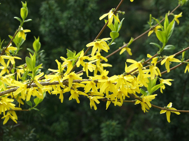 Komeaonnenpensas Forsythia x intermedia Viheraarni Week End