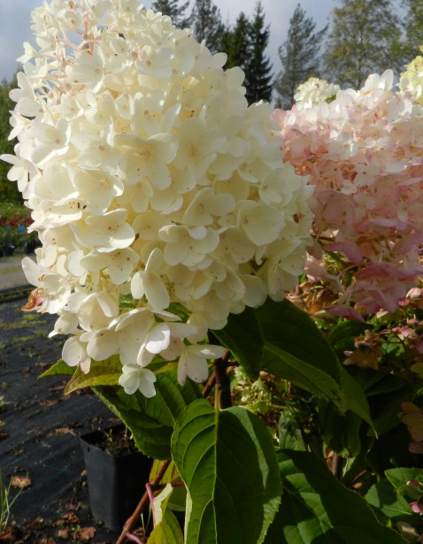 Syyshortensia Hydrangea paniculata Viheraarni Silver Dollar