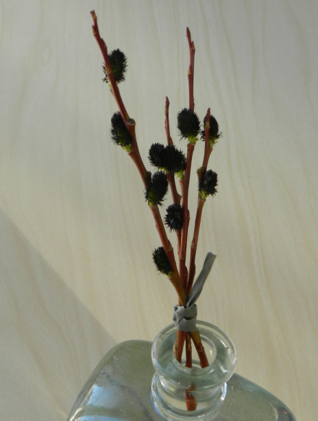 Musta Mirripaju Salix gracilistyla var. Melanostachys