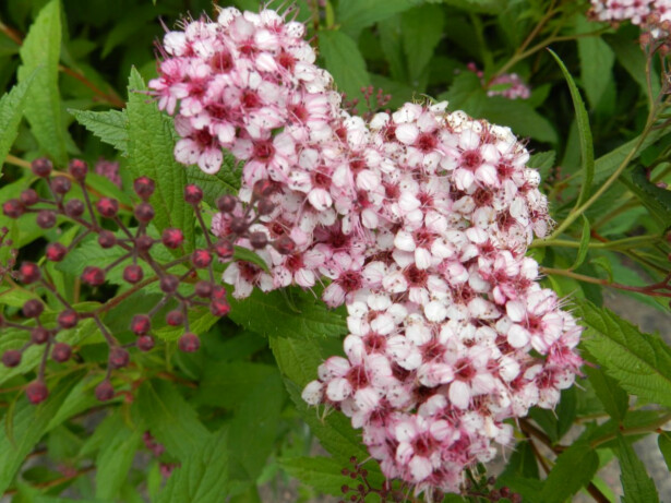 Japaninangervo Viheraarni Spiraea Jap. Sparkling Champagne