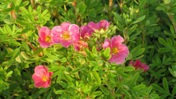 Pensashanhikki Viheraarni Dasiphora Fruticosa Pink Paradise
