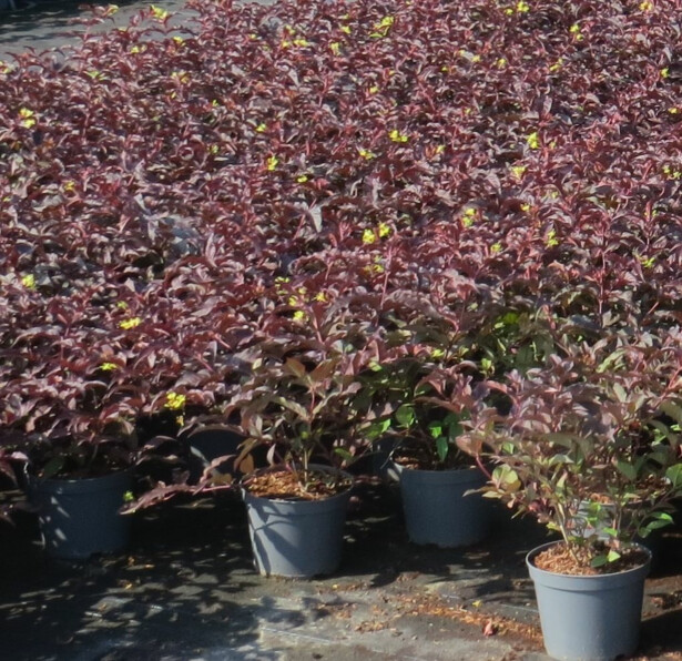 Lamovuohenkuusama Viheraarni Diervilla X Splendens Diva