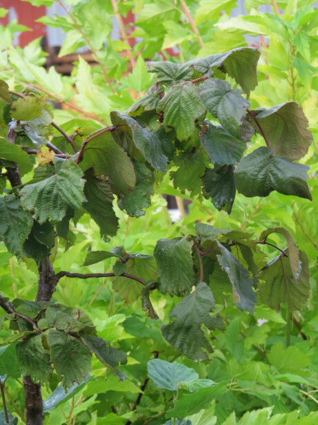 Peikonpähkinä Viheraarni Corylus Avellana Contorta 40-60