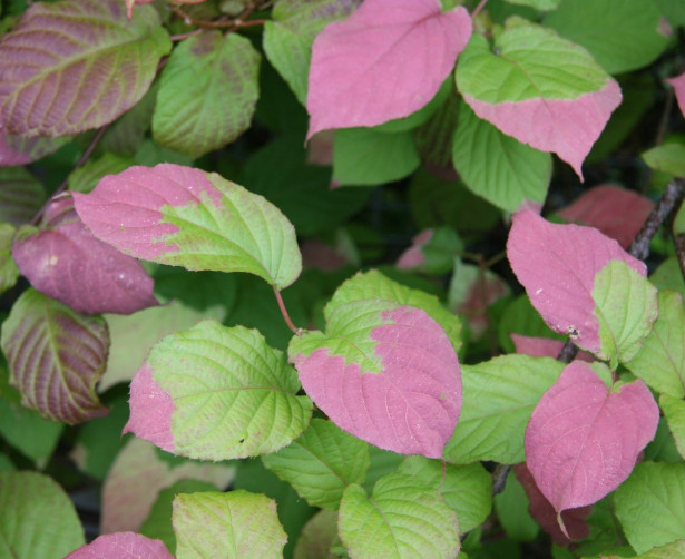 Kiinanlaikkuköynnös Actinidia kolomikta Viheraarni Adam hedekasvi