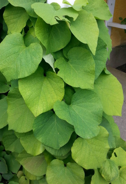 Piippuköynnös Aristolochia macrophylla Viheraarni