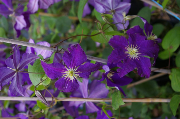 Loistokärhö Clematis Viheraarni Jackmanii