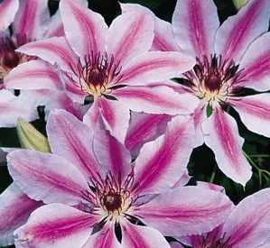Loistokärhö Clematis Viheraarni Nelly Moser