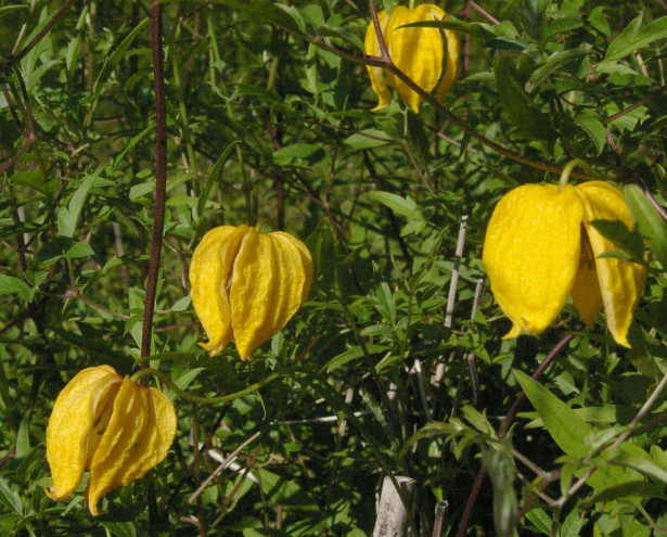 Kiinankeltakärhö Clematis tangutica Viheraarni