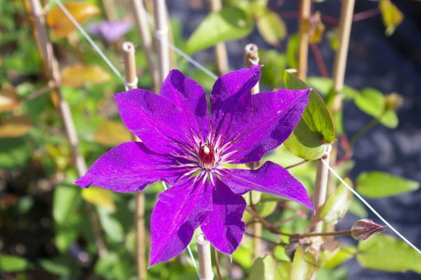 Loistokärhö Clematis Viheraarni The President