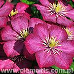 Loistokärhö Viheraarni Clematis Ville De Lyon