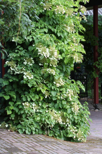 Köynnöshortensia Hydrangea anomala ssp. Petiolaris Viheraarni 40-50