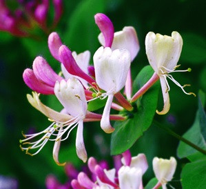 Tuoksuköynnöskuusama Lonicera caprifolium Viheraarni