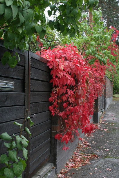 Säleikkövilliviini Parthenocissus inserta Viheraarni